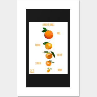 Hierarchy of Oranges Posters and Art